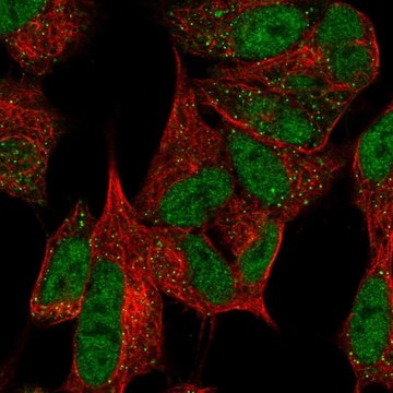 Anti-MPLKIP antibody produced in rabbit Prestige Antibodies&#174; Powered by Atlas Antibodies, affinity isolated antibody