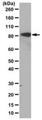 Anti-RSK4 Antibody from rabbit, purified by affinity chromatography