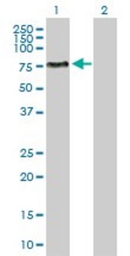 Anti-ENPP5 antibody produced in rabbit purified immunoglobulin, buffered aqueous solution