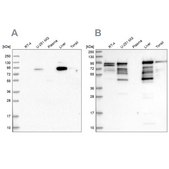 Anti-SHTN1 antibody produced in rabbit Prestige Antibodies® Powered by Atlas Antibodies, affinity isolated antibody, buffered aqueous glycerol solution
