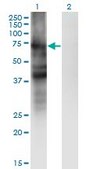 Monoclonal Anti-SLC4A4 antibody produced in mouse clone 1G2, purified immunoglobulin, buffered aqueous solution