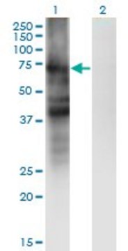 Monoclonal Anti-SLC4A4 antibody produced in mouse clone 1G2, purified immunoglobulin, buffered aqueous solution