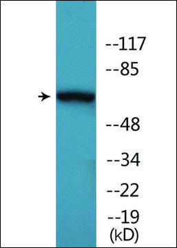 Anti-phospho-AKT1/3 (pTyr437/434) antibody produced in rabbit affinity isolated antibody