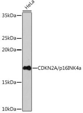 Anti- CDKN2A/p16INK4a antibody produced in rabbit