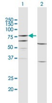 Anti-FERMT3 antibody produced in rabbit purified immunoglobulin, buffered aqueous solution