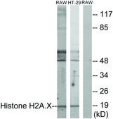 Anti-Histone H2A.X antibody produced in rabbit affinity isolated antibody