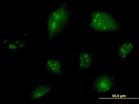 Monoclonal Anti-NCOA6 antibody produced in mouse clone 2D7, purified immunoglobulin, buffered aqueous solution