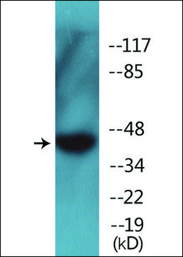 Anti-phospho-GIRK1/KIR3.1/KCNJ3 (pSer185) antibody produced in rabbit affinity isolated antibody