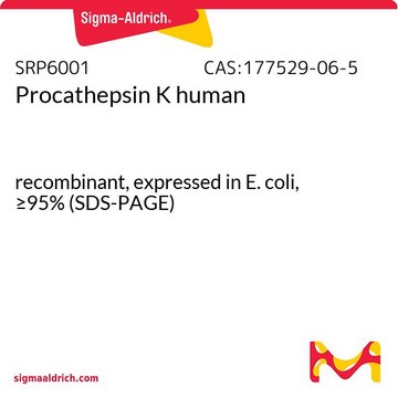 Procathepsin K human recombinant, expressed in E. coli, &#8805;95% (SDS-PAGE)