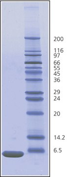 Ubiquitin 来源于牛红细胞 BioUltra, &#8805;98% (SDS-PAGE), essentially salt-free, lyophilized powder