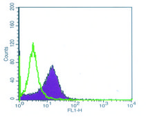Anti-SET antibody, Mouse monoclonal clone SET51, purified from hybridoma cell culture