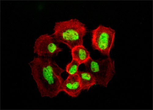 Anti-SGK antibody produced in rabbit buffered aqueous solution, IgG fraction of antiserum