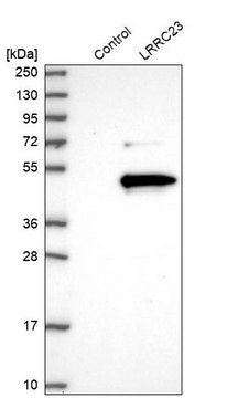 Anti-LRRC23 antibody produced in rabbit Prestige Antibodies&#174; Powered by Atlas Antibodies, affinity isolated antibody, buffered aqueous glycerol solution