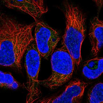 抗-RNF5 兔抗 Prestige Antibodies&#174; Powered by Atlas Antibodies, affinity isolated antibody