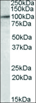 Anti-E2F7 antibody produced in goat affinity isolated antibody, buffered aqueous solution