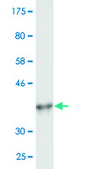 Monoclonal Anti-CYP26B1 antibody produced in mouse clone 2G7, purified immunoglobulin, buffered aqueous solution