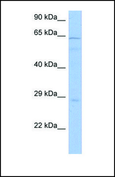 Anti-PRKAA1 antibody produced in rabbit affinity isolated antibody