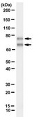 Anti-Lamin A/C Antibody, clone 2A1 clone 2A1, from mouse