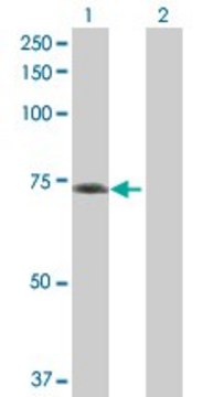 Anti-GBP5 antibody produced in mouse IgG fraction of antiserum, buffered aqueous solution