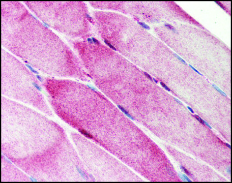 Anti-C1QTNF7 antibody produced in rabbit affinity isolated antibody, buffered aqueous solution