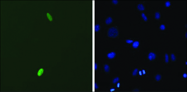 Monoclonal Anti-DUX4 antibody produced in mouse clone P2B1, 1&#160;mg/mL, purified immunoglobulin