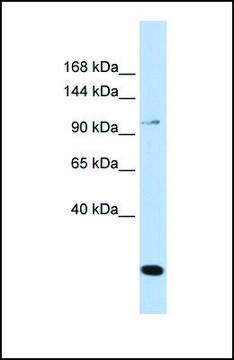 Anti-TRPC6, (N-terminal) antibody produced in rabbit affinity isolated antibody