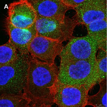 Anti-PVR (CD155) Antibody, clone 4B3 ZooMAb&#174; Rabbit Monoclonal recombinant, expressed in HEK 293 cells