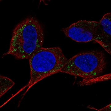 Anti-SLC9B1 antibody produced in rabbit Prestige Antibodies&#174; Powered by Atlas Antibodies, affinity isolated antibody