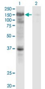 Monoclonal Anti-USP4 antibody produced in mouse clone 5E12, purified immunoglobulin, buffered aqueous solution