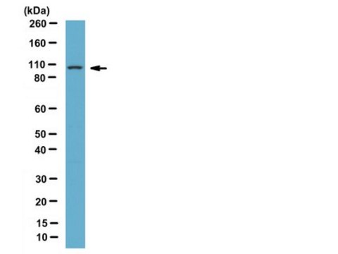 Anti-DAP-5 Antibody serum, from rabbit