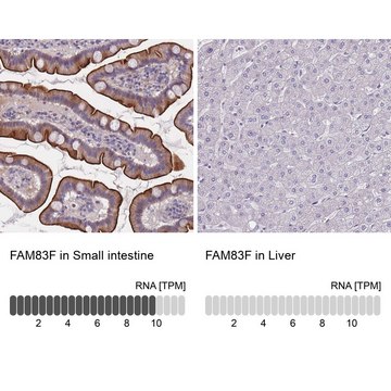 Anti-FAM83F antibody produced in rabbit Prestige Antibodies&#174; Powered by Atlas Antibodies, affinity isolated antibody, buffered aqueous glycerol solution