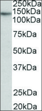 Anti-TERT antibody produced in goat affinity isolated antibody, buffered aqueous solution