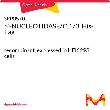 5&#8242;-NUCLEOTIDASE/CD73, His-Tag recombinant, expressed in HEK 293 cells