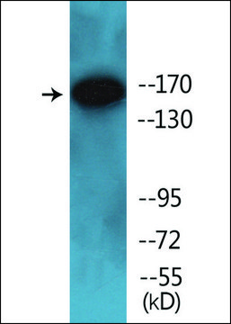 Anti-phospho-PPAR-BP (pThr1457) antibody produced in rabbit affinity isolated antibody