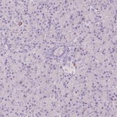 Anti-RBFOX1 antibody produced in rabbit Prestige Antibodies® Powered by Atlas Antibodies, affinity isolated antibody, buffered aqueous glycerol solution