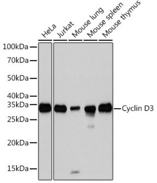 Anti-Cyclin D3 Antibody, clone 4C5C8, Rabbit Monoclonal