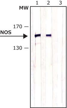 Anti-Nitric Oxide Synthase, Brain (1409-1429) antibody produced in rabbit IgG fraction of antiserum, buffered aqueous solution