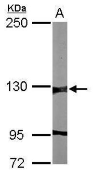 Anti-Ehmt2 antibody produced in rabbit affinity isolated antibody, buffered aqueous solution