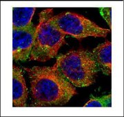 Anti-CD2AP antibody produced in rabbit affinity isolated antibody, buffered aqueous solution