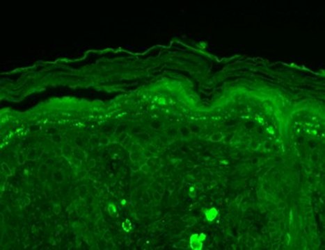 Monoclonal Anti-SHANK3 antibody produced in mouse clone S72-16, 1&#160;mg/mL, purified immunoglobulin