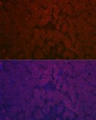 Anti- NNMT antibody produced in rabbit