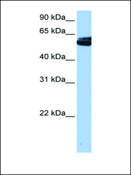 Anti-NOVA1 antibody produced in rabbit affinity isolated antibody