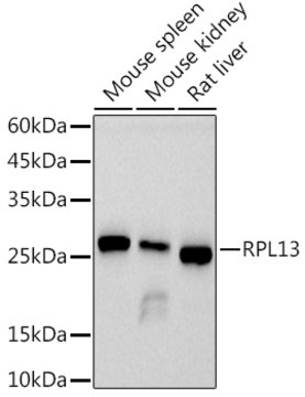 Anti-RPL13 Antibody, clone 7W3W9, Rabbit Monoclonal