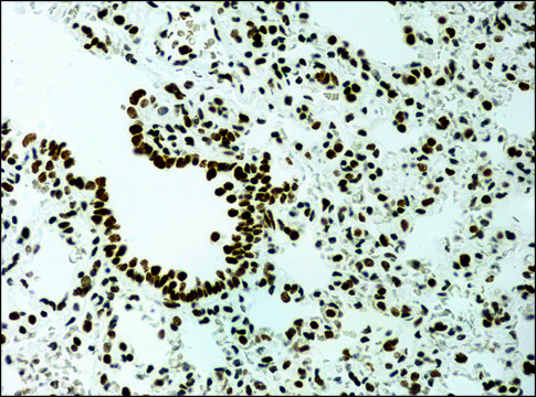 Anti-methyl-Histone H3 (Me-Lys9) antibody produced in rabbit affinity isolated antibody, buffered aqueous solution