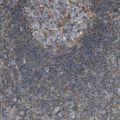 Anti-FCAR antibody produced in rabbit Prestige Antibodies® Powered by Atlas Antibodies, affinity isolated antibody, buffered aqueous glycerol solution