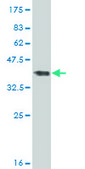 ANTI-FOXO3A antibody produced in mouse clone 2H2, purified immunoglobulin, buffered aqueous solution