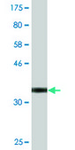 Monoclonal Anti-SLC6A16 antibody produced in mouse clone 2E5, purified immunoglobulin, buffered aqueous solution