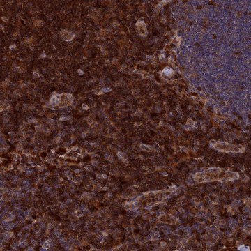 Anti-BLVRA antibody produced in rabbit Prestige Antibodies&#174; Powered by Atlas Antibodies, affinity isolated antibody, buffered aqueous glycerol solution