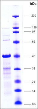 USF1 human recombinant, expressed in E. coli, &#8805;80% (SDS-PAGE)