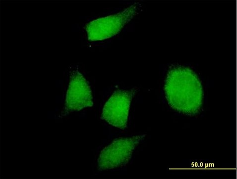 Anti-PHF17 antibody produced in mouse purified immunoglobulin, buffered aqueous solution